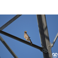 گونه سارگپه چشم سفید White-eyed Buzzard